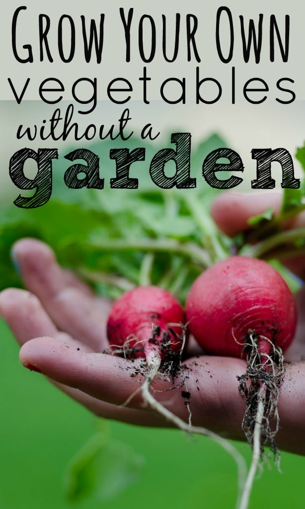 Can you grow your own vegetables without a garden? It really is possible and there are a number of options to try that are all easy to do.
