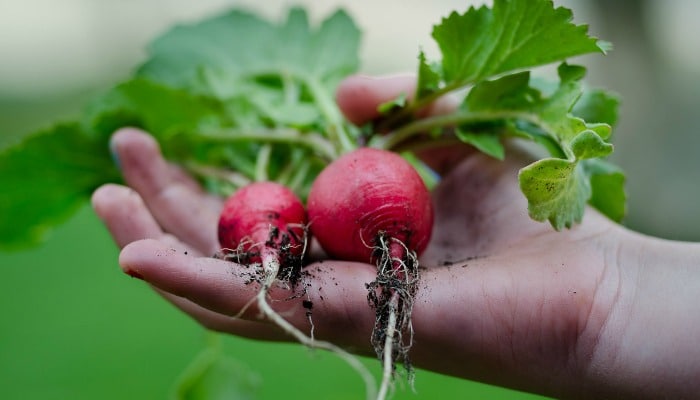 Grow Your Own Vegetables without a Garden