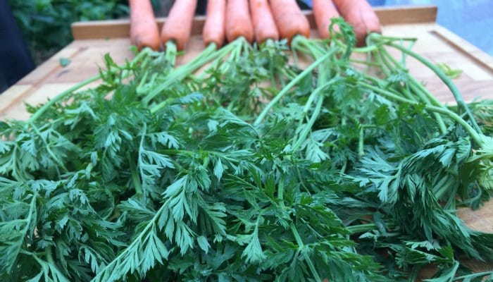 Instead of throwing your unused carrot tops in the bin, consider what else you could do with them, from recycling to recipes and put them to good use.