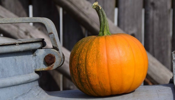 After carving your pumpkin don't waste the insides. Instead, here are 5 ways you can cut down on waste and give your pumpkin leftovers a new lease of life.