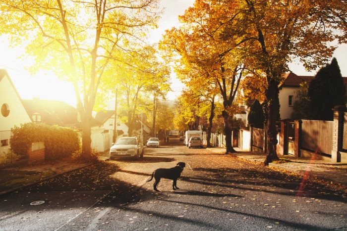 road with dog