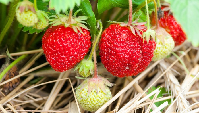 strawberry