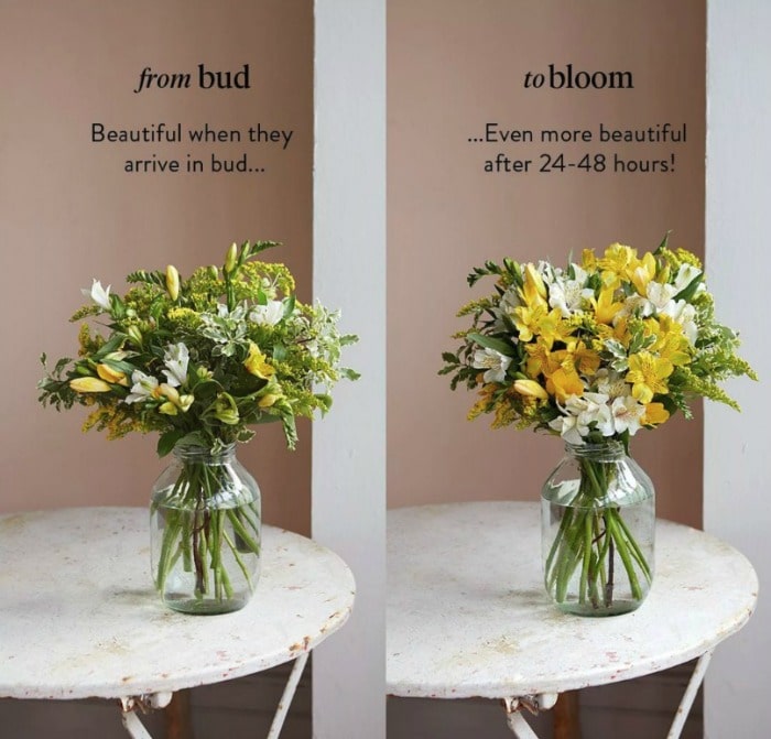 bloom and wild free flowers