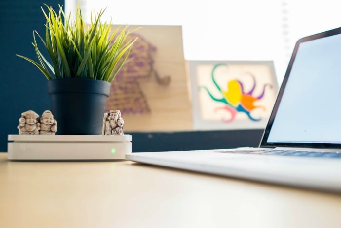 green plant and laptop