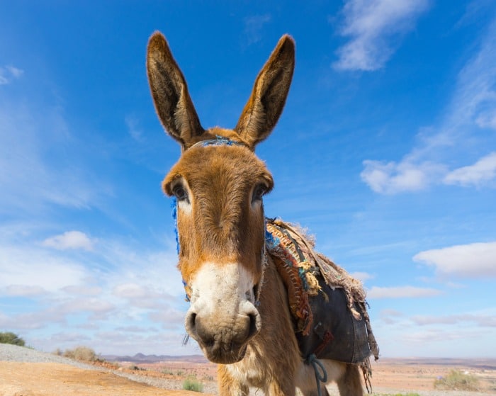 donkey, not a money mule