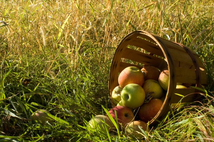 basket of picked apples