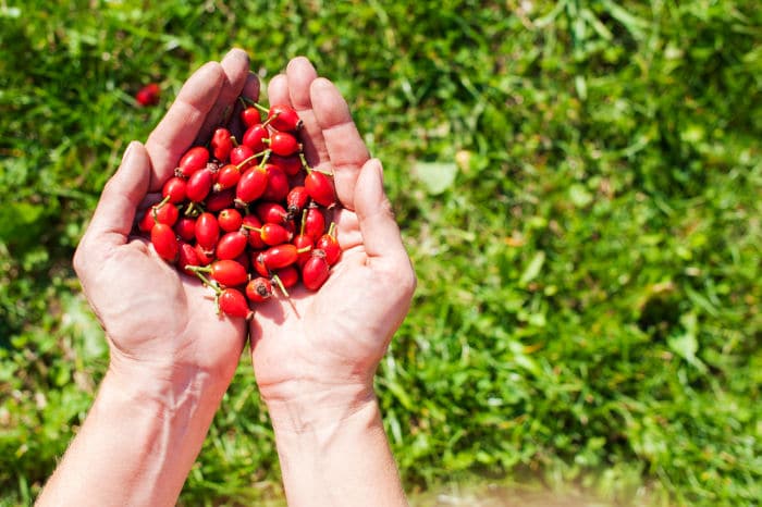 fruit in hands of a picker