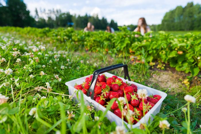 Fruit Picking Jobs For Backpackers