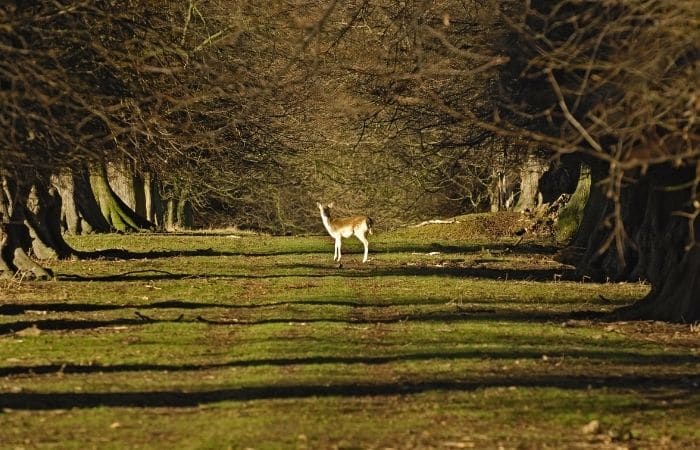 National Trust property Belton House Grantham