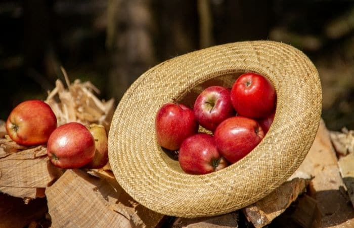 apples in a hat at harvest time