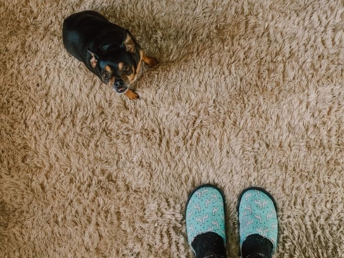 view of dog and feet on carpet