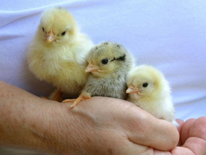three chicks being held in someone's hand