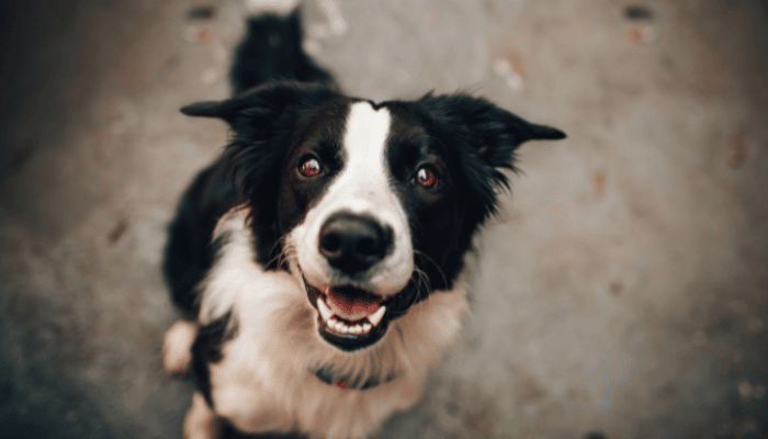 black and white dog