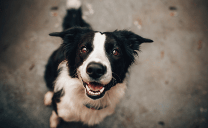 black and white dog