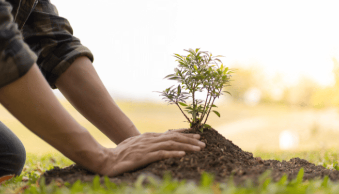planting a tree sapling