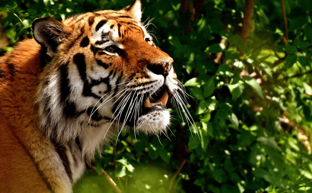 tiger in a zoo