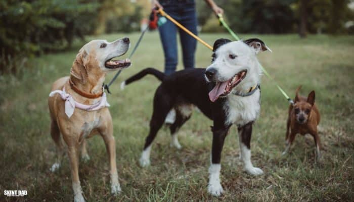 Person walking a dog in the UK, showing a hands-on side hustle that AI cannot replace.