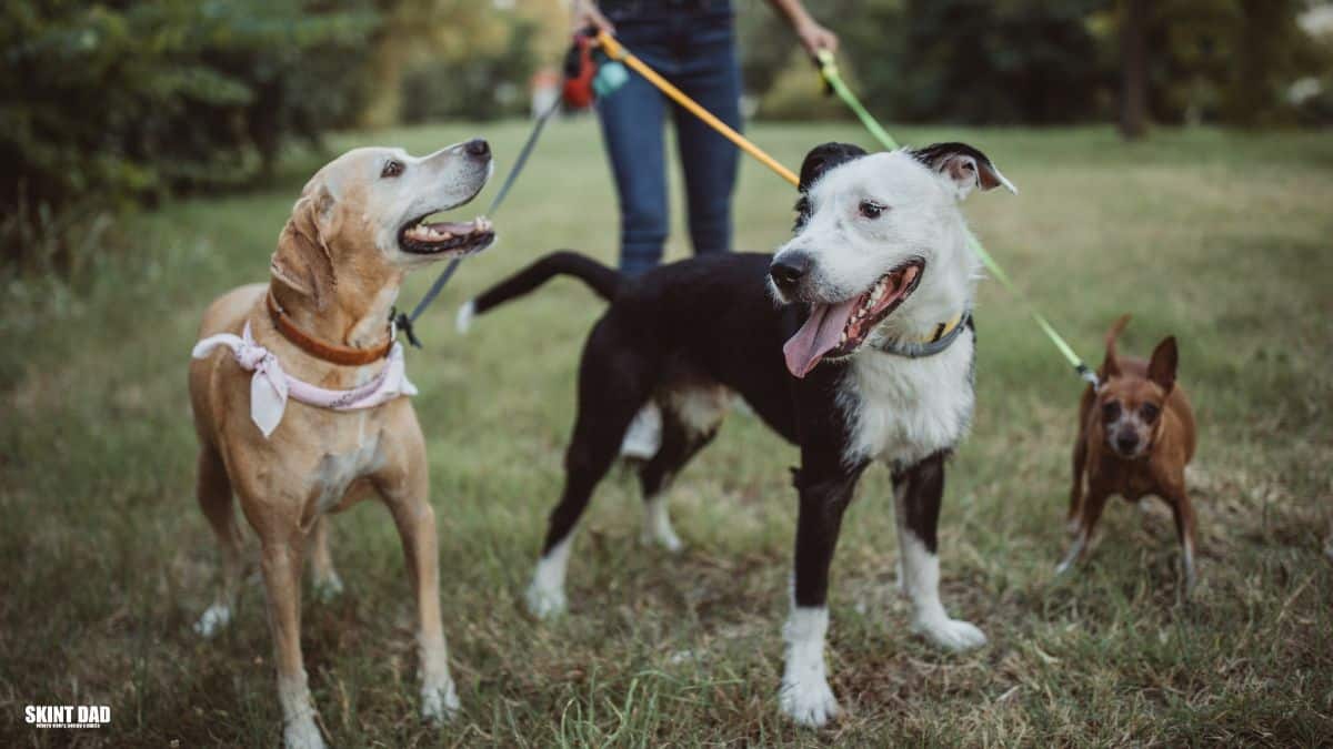 Person walking a dog in the UK, showing a hands-on side hustle that AI cannot replace.