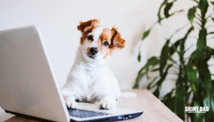 Jack Russel terrier dog resting on laptop