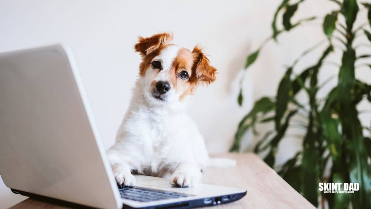 Jack Russel terrier dog resting on laptop