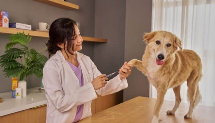 Vet examining a dog during a veterinary appointment