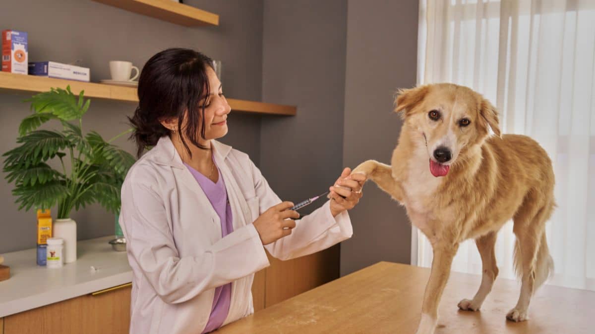 Vet examining a dog during a veterinary appointment