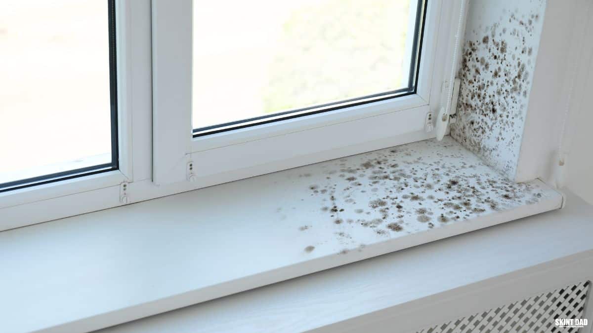 Damp and mould growing on an interior wall beside a window.